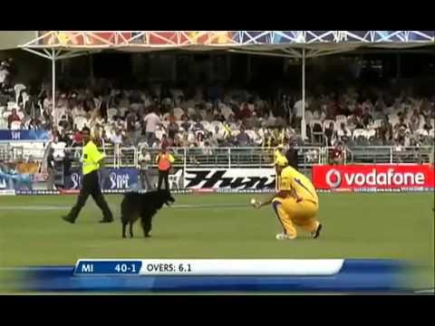 Video: A Dog interrupts an IPL match