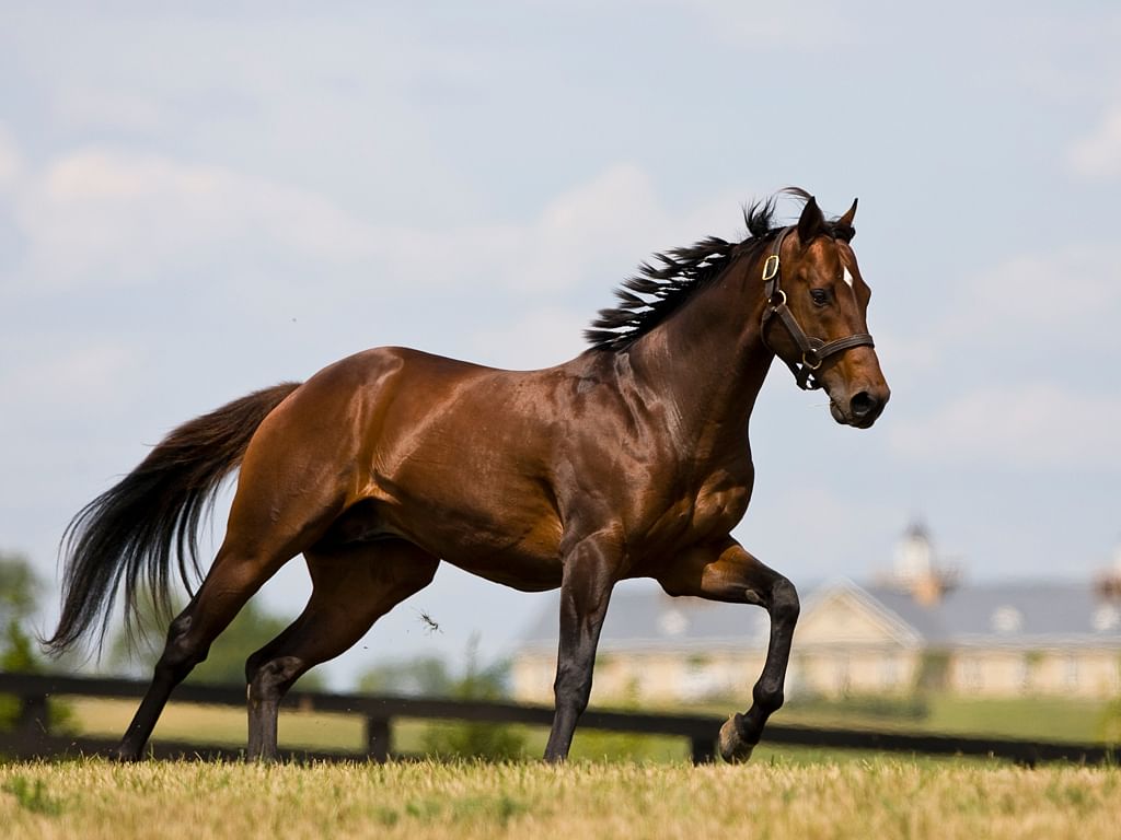 understanding-equestrian-sports-part-1-types-of-horses